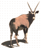 Oryx Antilope